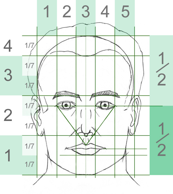 Division of a face to draw a portrait
